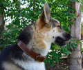 Premium Genuine Leather Dog Collar - Luxurious Padded Design, Large Brown, 24