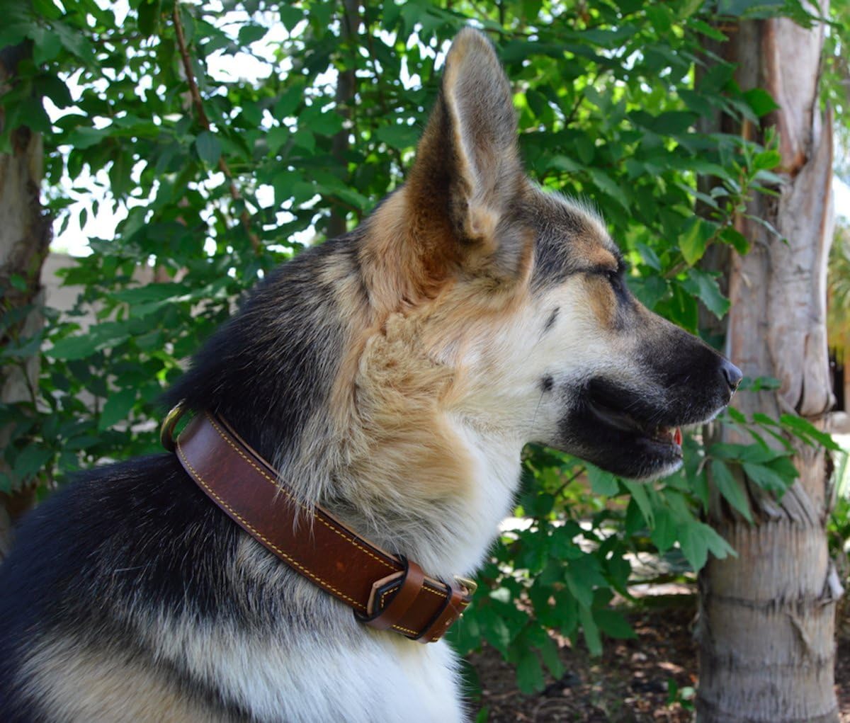 Premium Genuine Leather Dog Collar - Luxurious Padded Design, Large Brown, 24" Long X 1.5" Wide, Fits Neck Sizes 18" to 21"
